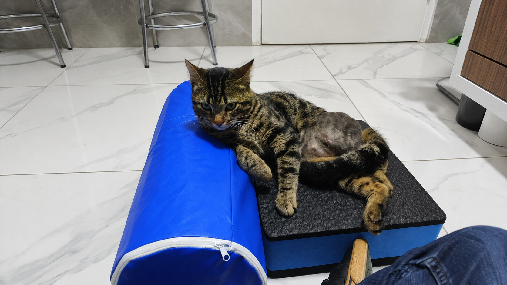 gatinho clinica.png